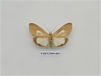 藏品(圓端擬燈蛾)的圖片